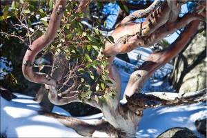 Stem and leaves of a snow gum tree against the snow
