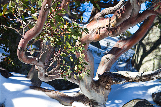 Stem and leaves of a snow gum tree against the snow