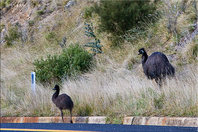 Two emu on the roadside