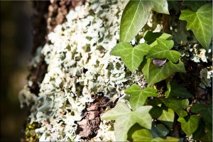 Close-up: Ivy and lichen on a tree trunk