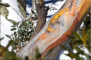 The colourful bark of a snow gum against the snow