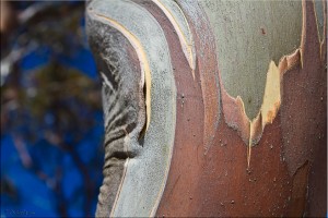 Close-up of Snow Gum bark