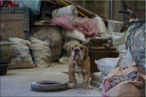 Chinese Shar-Pei amongst cement bags