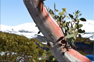 Red bark of a Snow Gum against snowy Mt Townsend