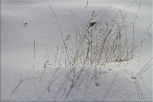 Strands of grass in the snow