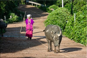 Elderly Karen woman with buffalo