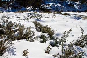 Mountain Mint partially covered in snow