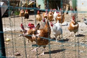 Through Wire Fencing: Chickens in the Farmyard