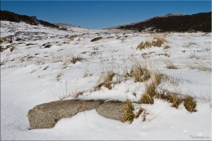 Stone and Grass in the Snow