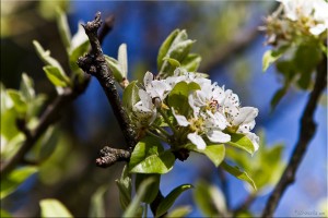 Cluster of Apple Blossom