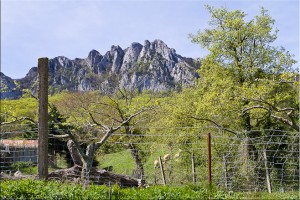 Spring growth in front of Bugarach, from Mas Pastressis