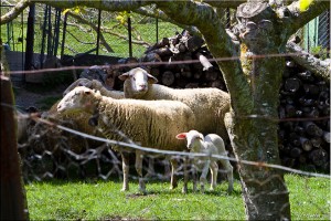 Sheep and a lamb, The Hamlet of Pastressis