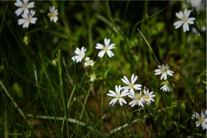 Five-petal White Wild Flowers on dark green grass