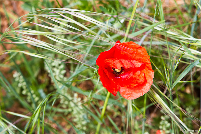 Red poppy on green grass