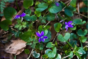Wild Violets on the Forest Floor