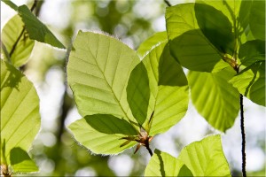Beech Leaves against the sky