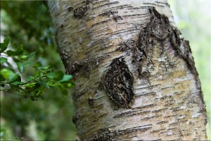 Close-up: Trunk of a Beech Tree