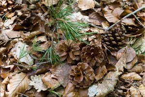 Pine needles, pine cones, beech and oak leaves on the Forest Floor