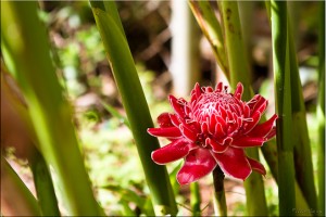 Red torch ginger