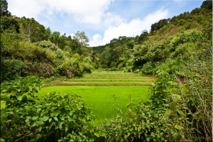 Spring rice terrace