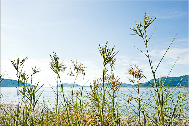View of water and distant tropical islands through grass.