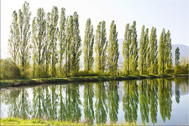 Tall spring-green poplar trees along a straight path and reflected in the lake waters, Puivert, France