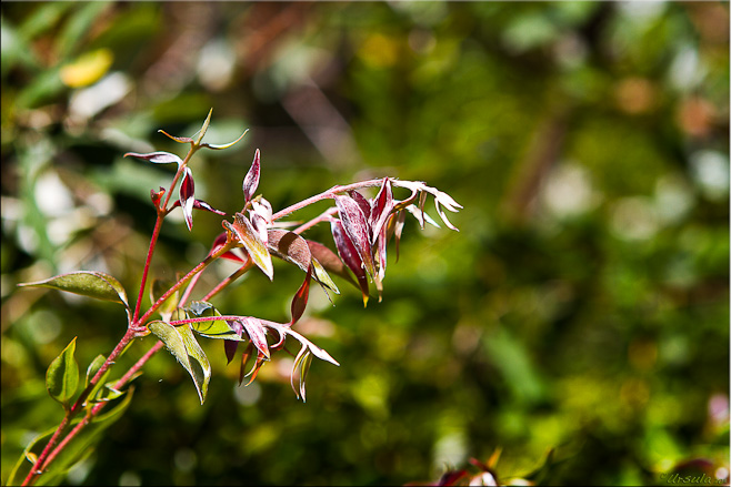 Close-up: Tender new leaves in dark red against a green background