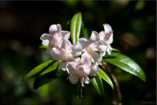 Pale pink and white rhododendron