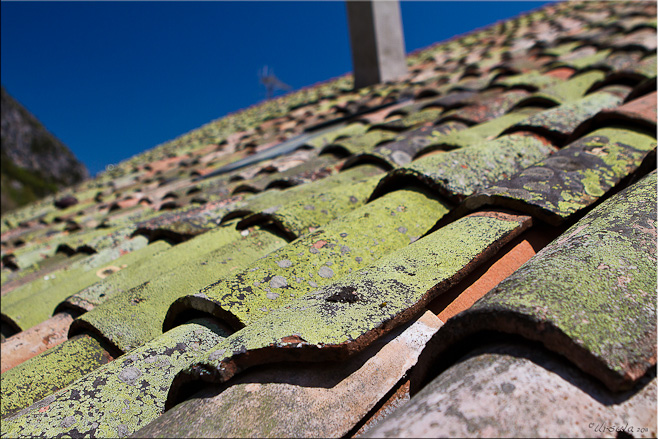 Moss and lichen growing on rounded terracotta roof tiles