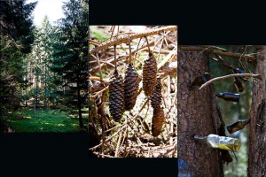 Composite: Dark forest of tall pine; pine cones; bottles stuck in a tree trunk