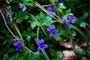 Wild violets
