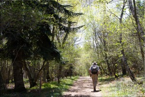 Man in a hat walking on a dirt path which divides coniferous and deciduous forest