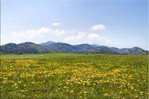 Fields of dandelion with Pyrenees mountains in the background