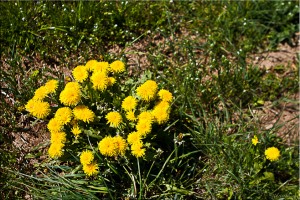 Close-up: clump of dandelions