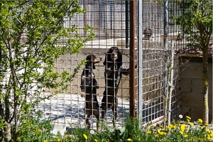 Two hounds on their hind legs in a dog run.