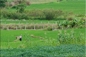 Farmer in a rice field, corn and other crops