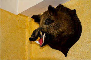 Stuffed wild boar head on a yellow wall