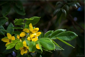 Close-up of a senna/cassia tree: yellow blossoms on green leaves