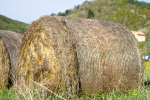 Large round hay bales outdoors