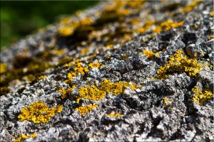 Yellow fungus on tree bark