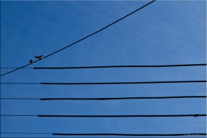 Birds on overhead wires against a blue sky
