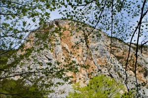 Looking up through green leaves at a chalk mountain top