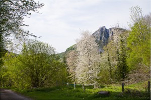The stark peak of Montségur behind flowering trees