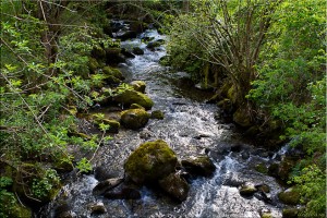 Waters over mossy rocks