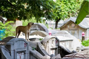 Howling dog standing on the headstone of a Chinese tomb