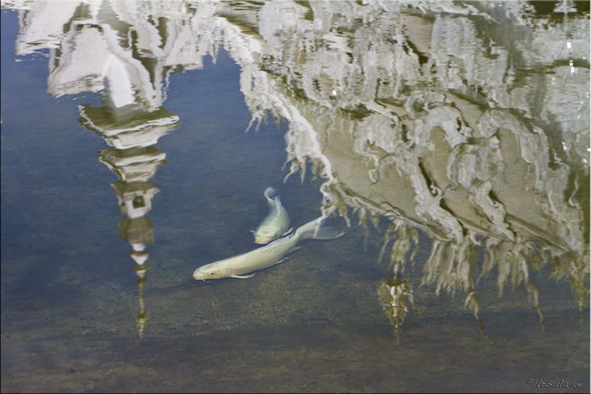 Koi fish in a pond with reflections of Wat Rong Khun in the water.