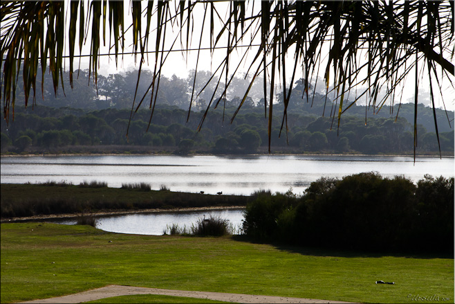 Landscape: Palm leaves, green grass, misty lake and low hills in the backgrounds.