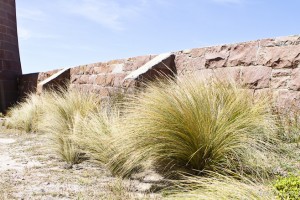 Close-up of grass tussocks against a red granite wall.