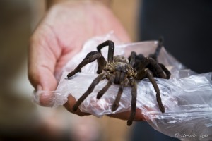 Close-up: Hand holding a tarantula on a plastic bag.