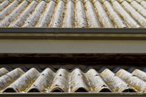 Close-up: yellow fungus on corrugated roofing.